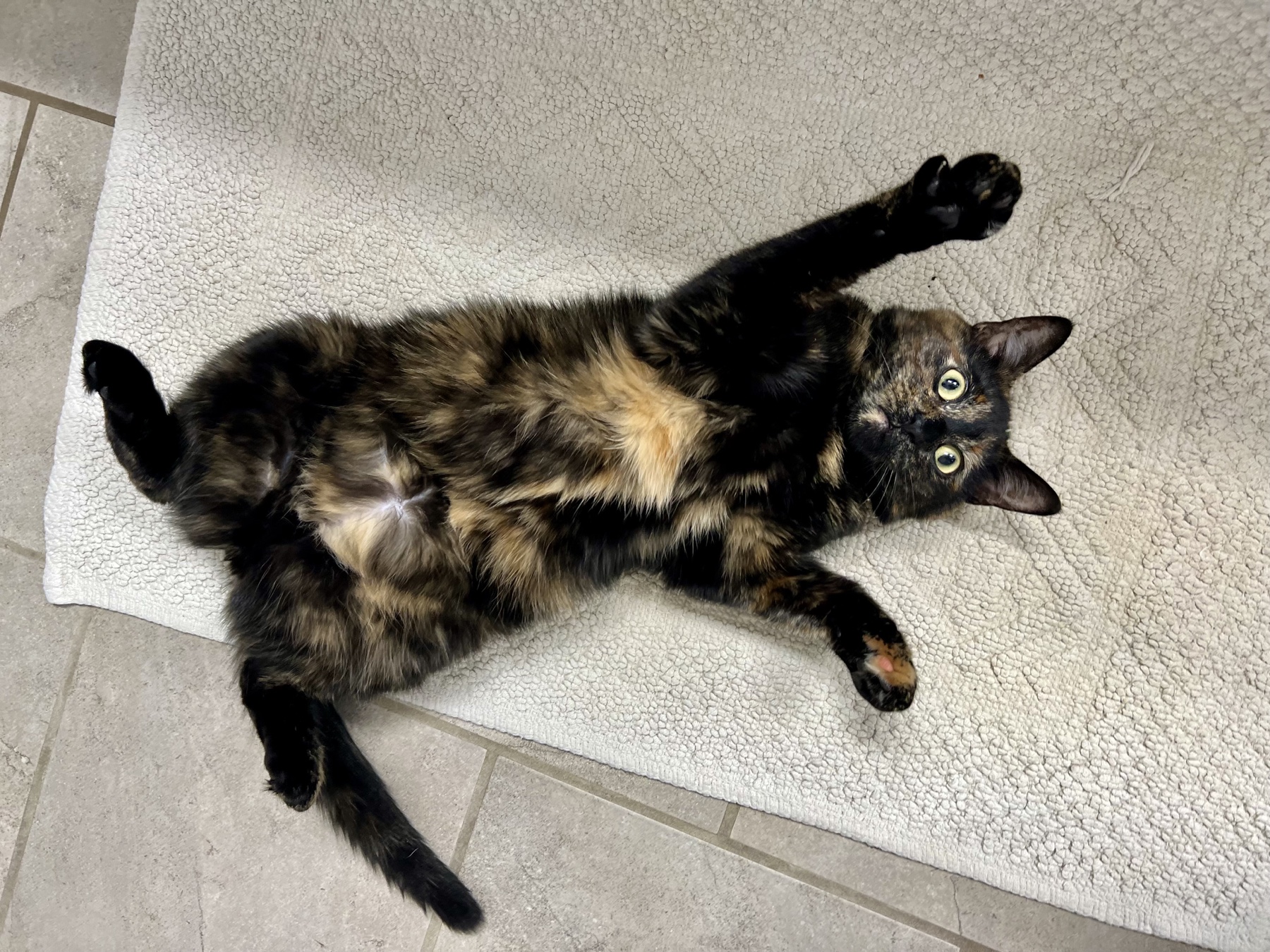 Taichan lying on her back with her paws stretched out